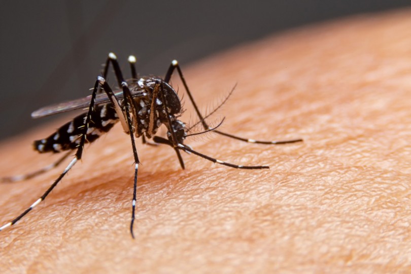 Como evitar o mosquito da dengue: 10 dicas essenciais para proteger sua famlia