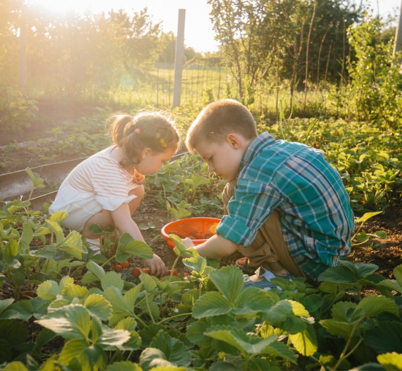 Temperos para cultivar em casa